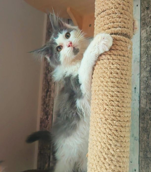 Rodowód FPL-Piękny dorodny Kocurek Maine Coon- dostępny w połowie lute