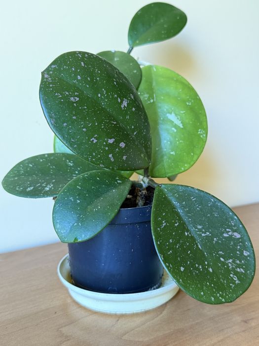 Hoya hoja obovata