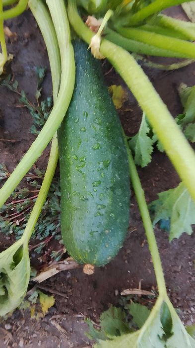 Pepinos e corgetes biologicos