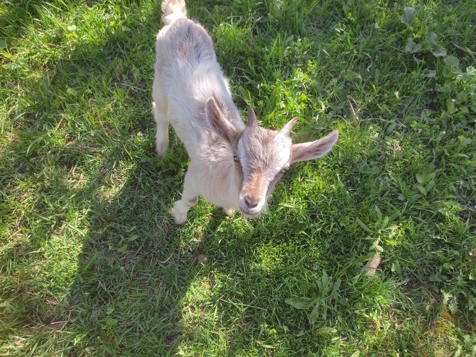 Продам козлят недорого