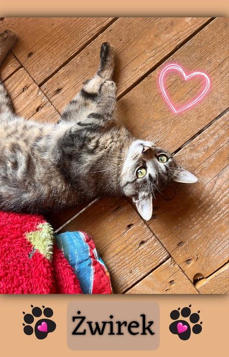 kociak kocur   7 miesiecy ŻWIREK w schronisku w lututowie