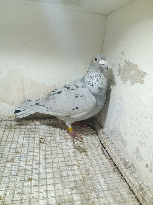 35.Gołębie pocztowe. Samiec Horst Bellinger DV 2019