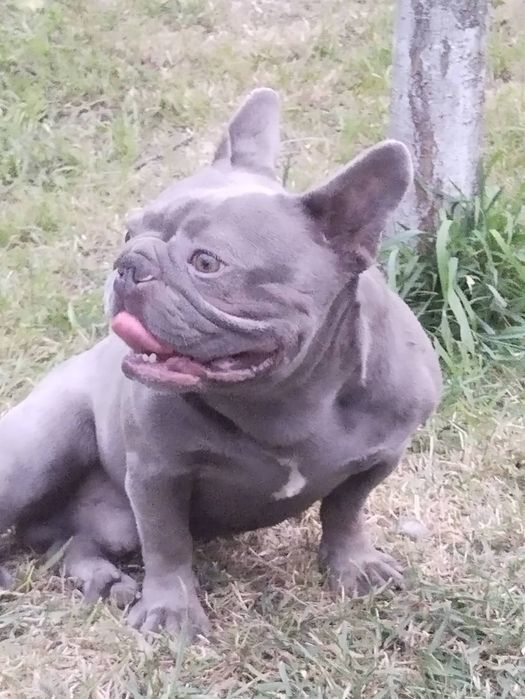 В'язка французький бульдог