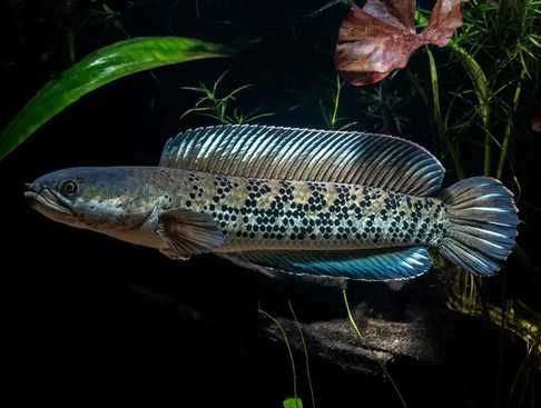 Channa stewartii Duże ok 15-16cm  | Wężogłów