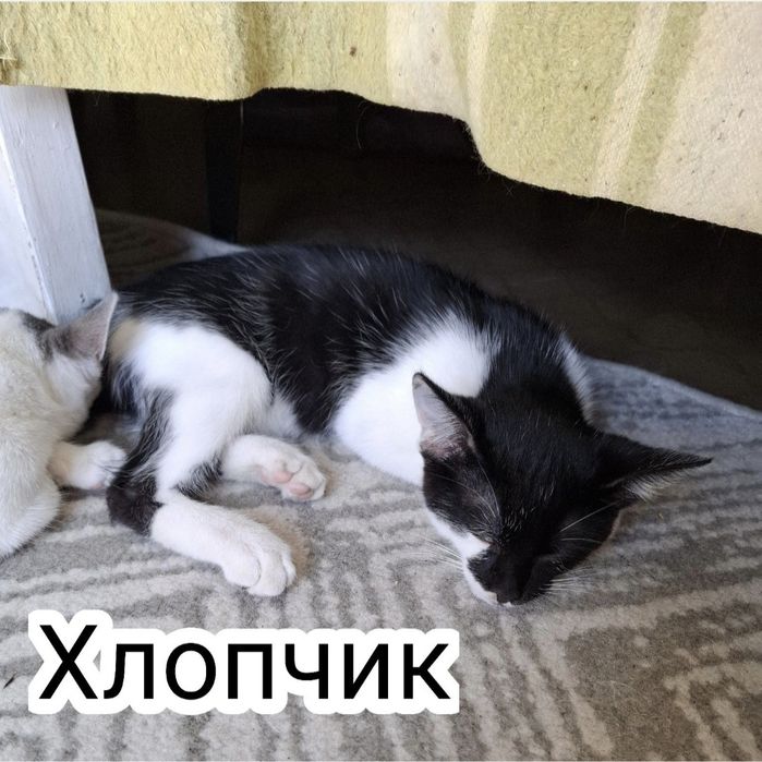 Безкоштовні кошенята