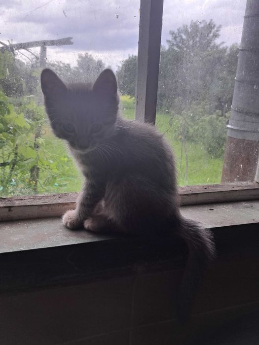 Шукаю родину для кошенят