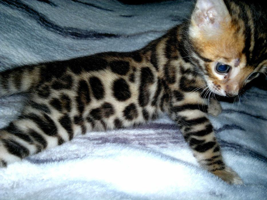 Чистокровний бенгальський хлопчик WCF в окрасі BENn24