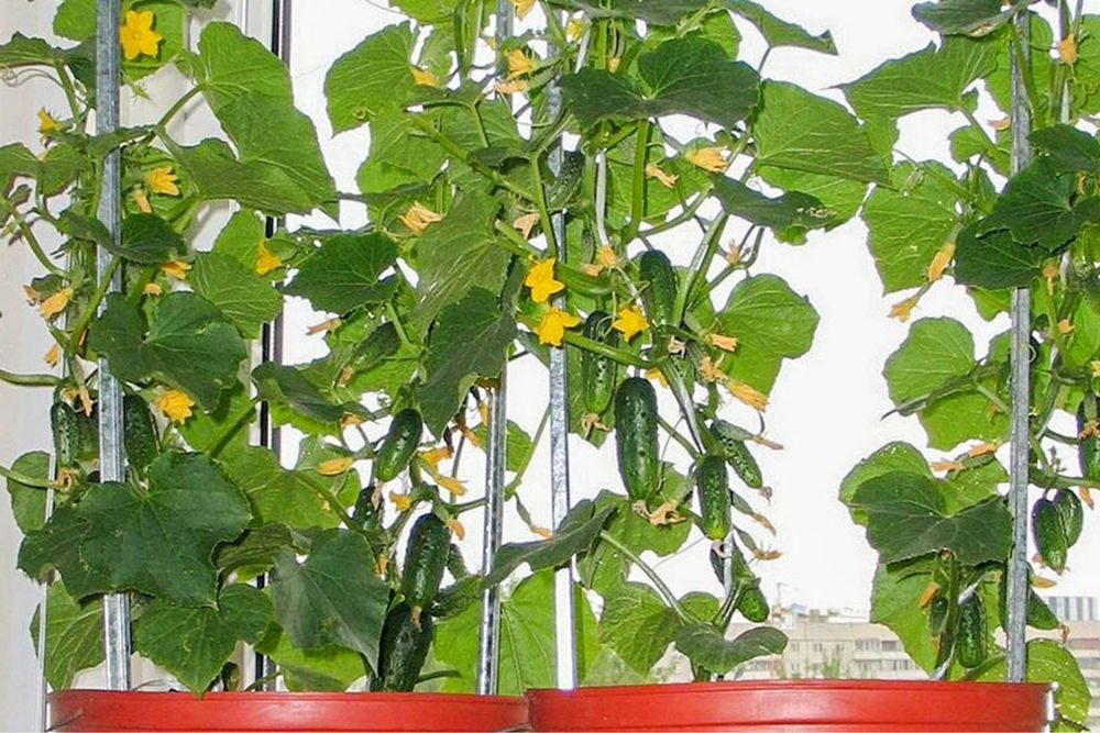 Огірок самозапильний Балконний