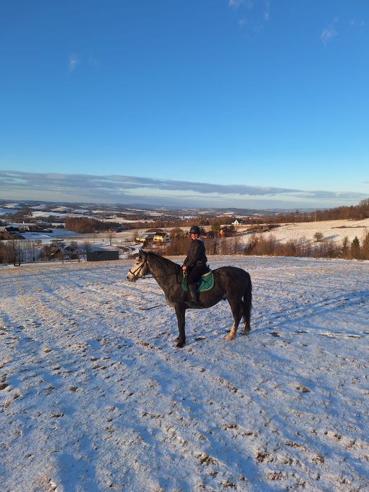 4 letni Ogier śląski