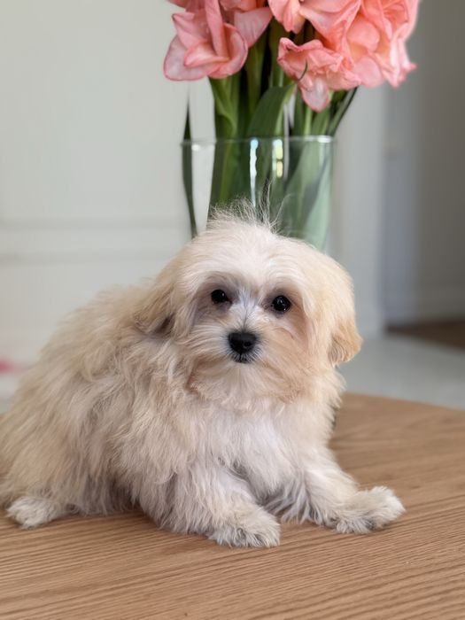 мальтипу ф 1  мальчик