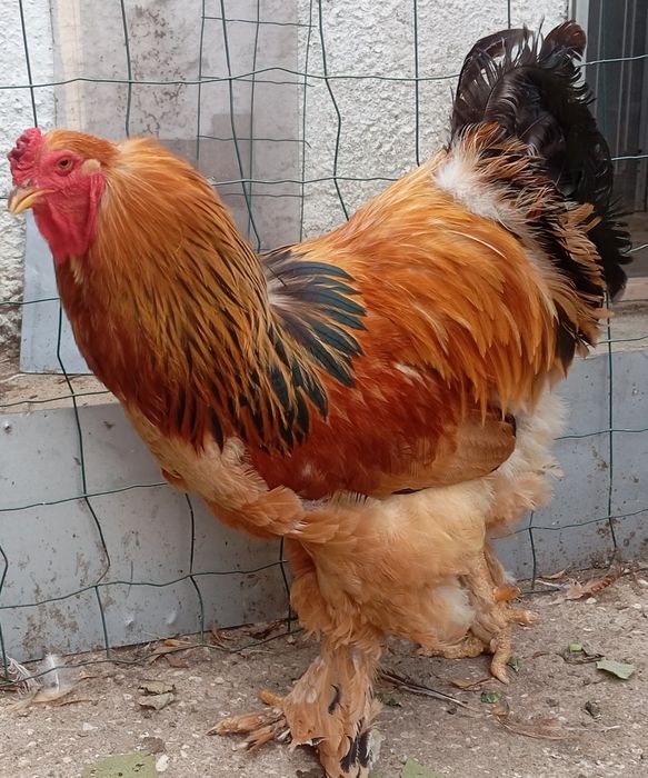Aves Ornamentais Brahma perdiz e buff
