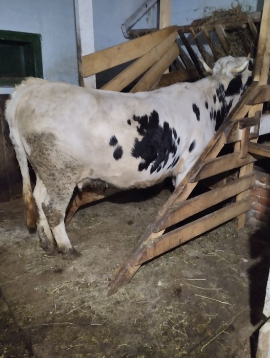 Продається високо тільна телиця