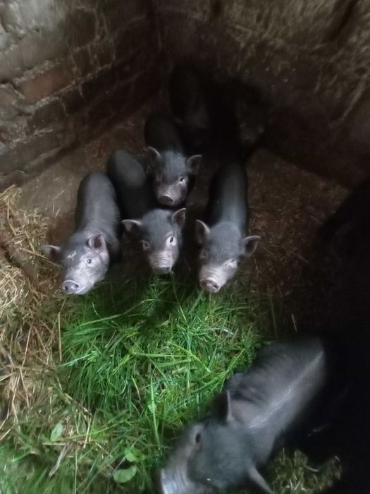 Продам в'єтнамських поросят