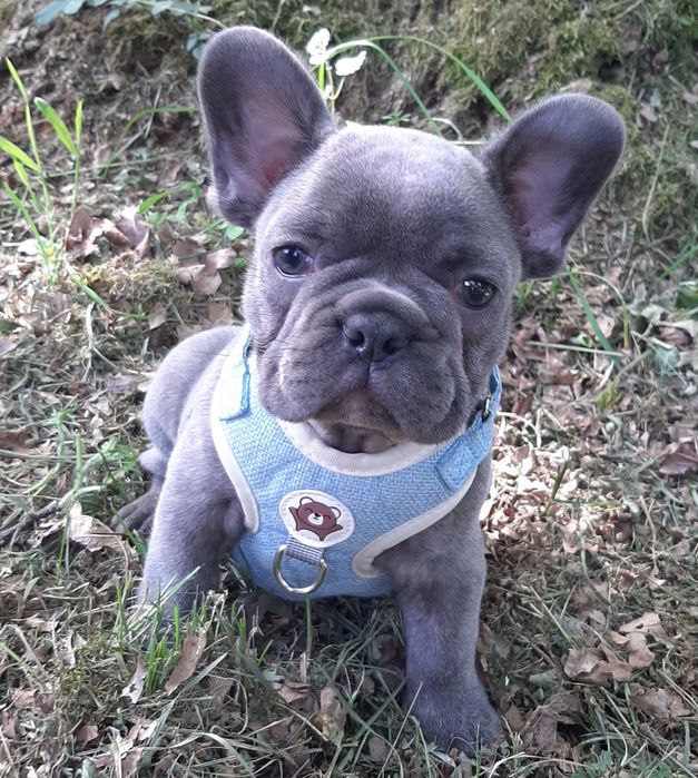 Buldog francusk piesek