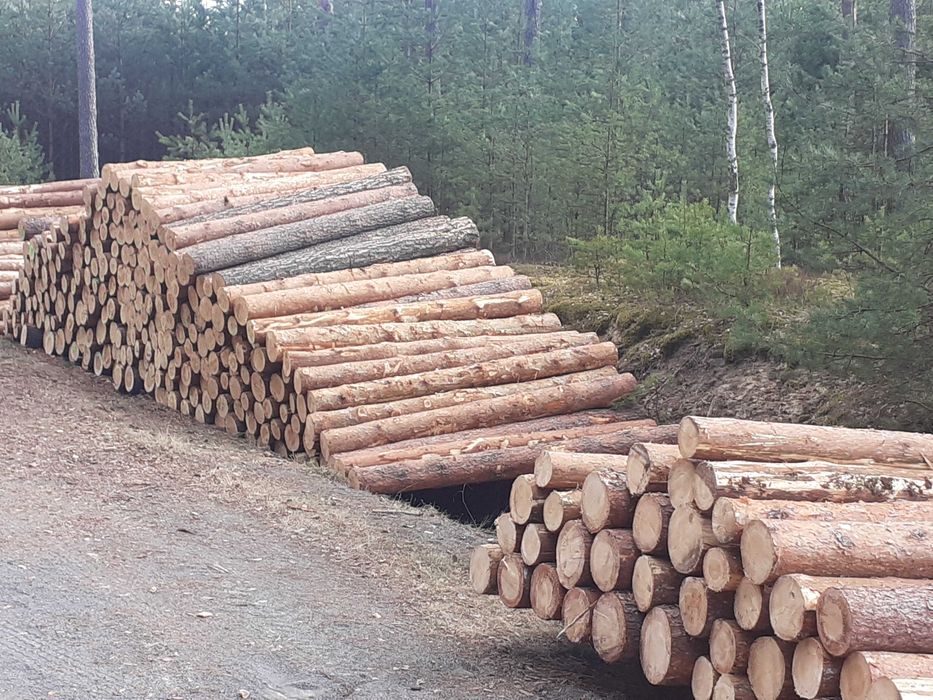 Kłoda sosnowa 4m , 5m  CX 2,5