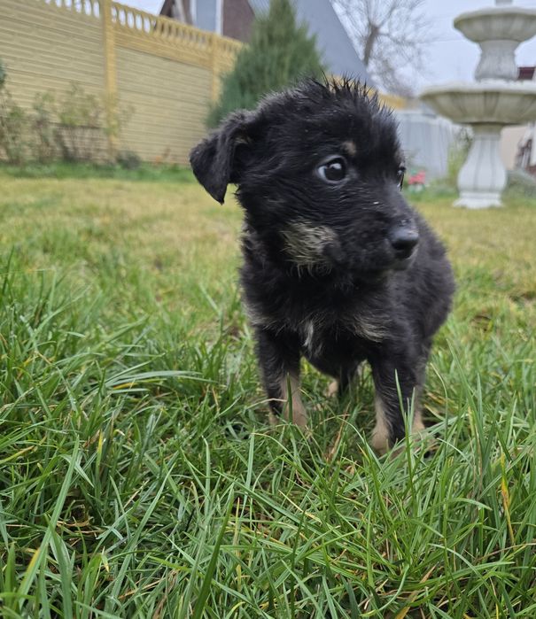 Чарівні цуценя шукають свою сім'ю