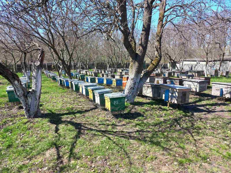 Продам бджолопакети з молодими плідними матками 2025 р.