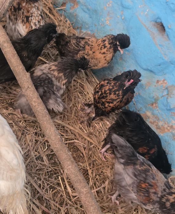 Kury ozdobne 9 tygodniowe