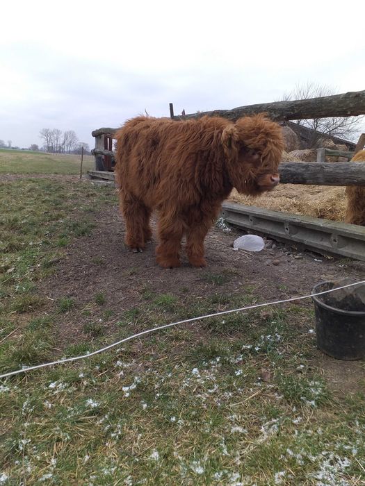 Cielak highland szkocki sprzedam