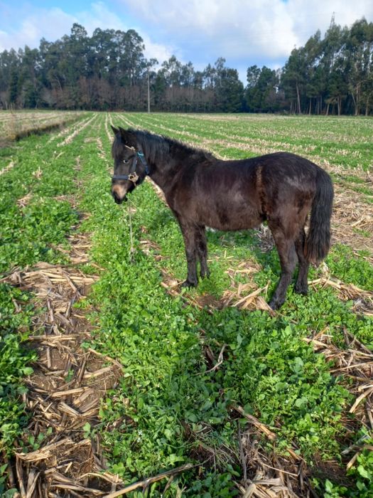 vendo ou troco poldra preta com 8 nesses