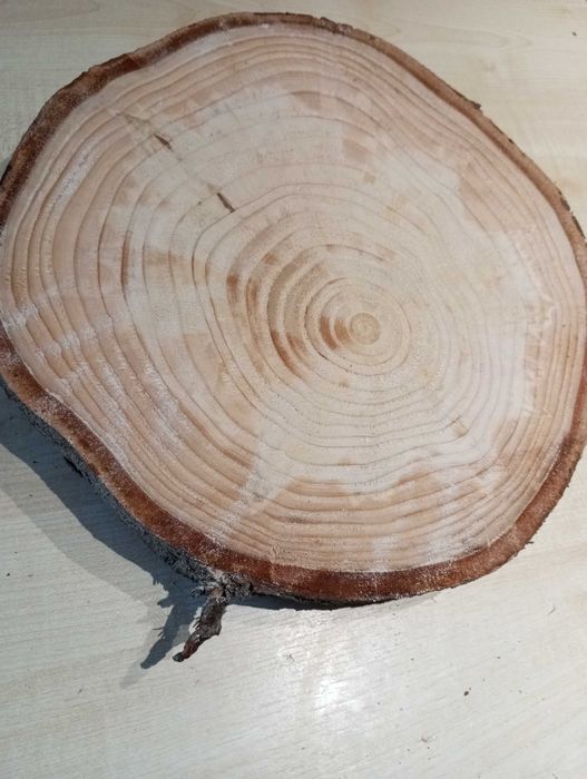 Plaster świerk 3 sztuki 30-35 cm grubość 2 cm