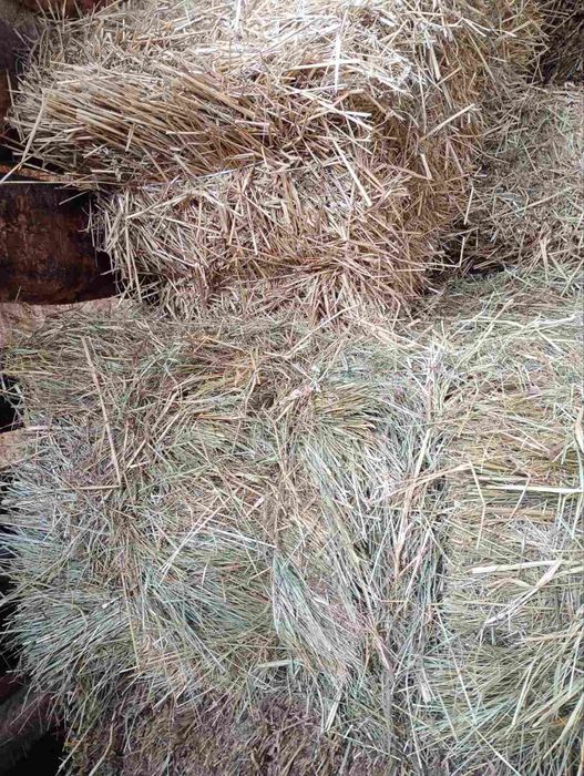 Продам тюки сіна