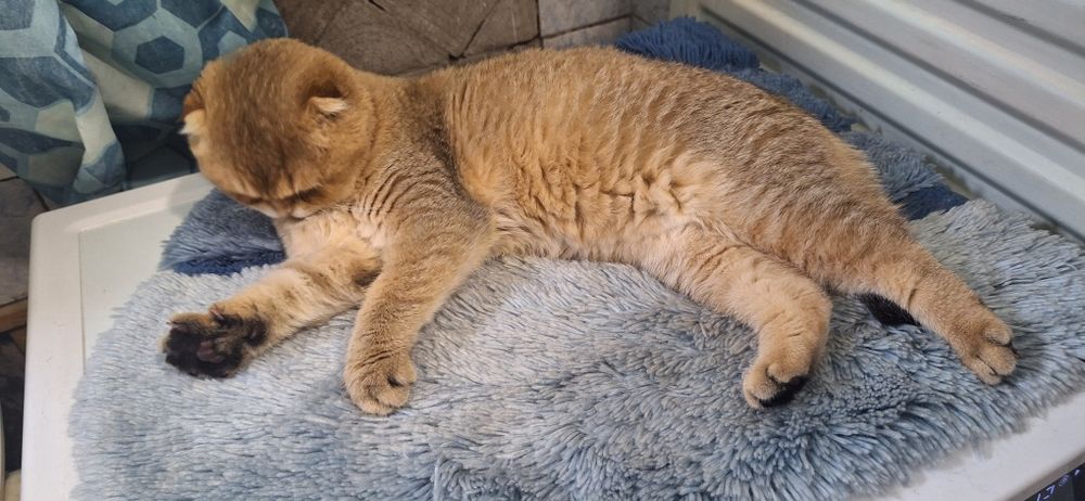 Вязка шотландского кота