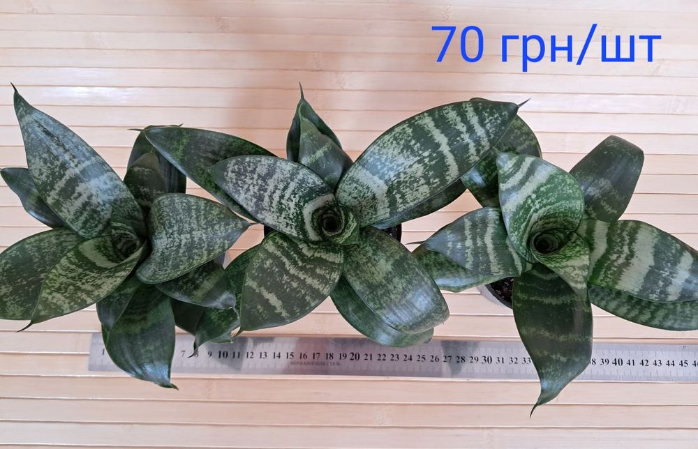 Сансевієрія ханні