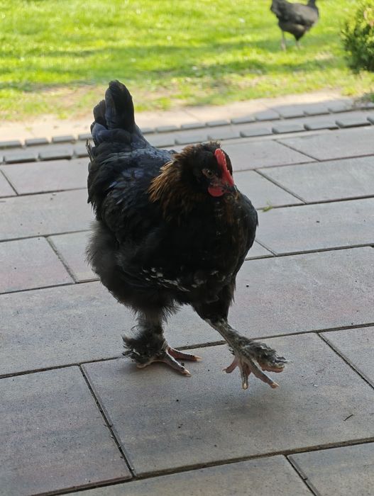 Koguty marans 4 msc