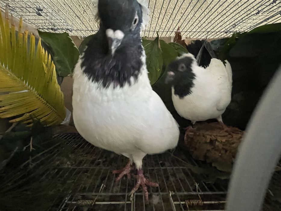 Pombos viuvinhas