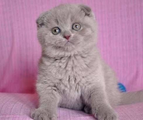 Скоттиш фолд  девочка