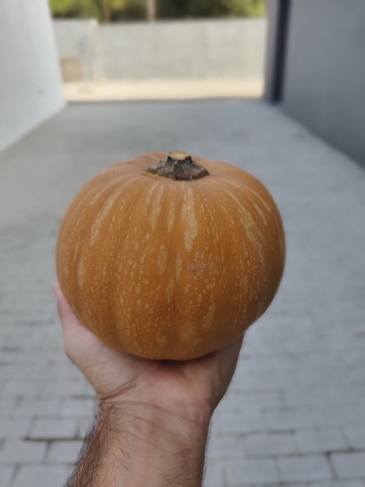 Abóbora Carat (Mini-Muscat de Provence)