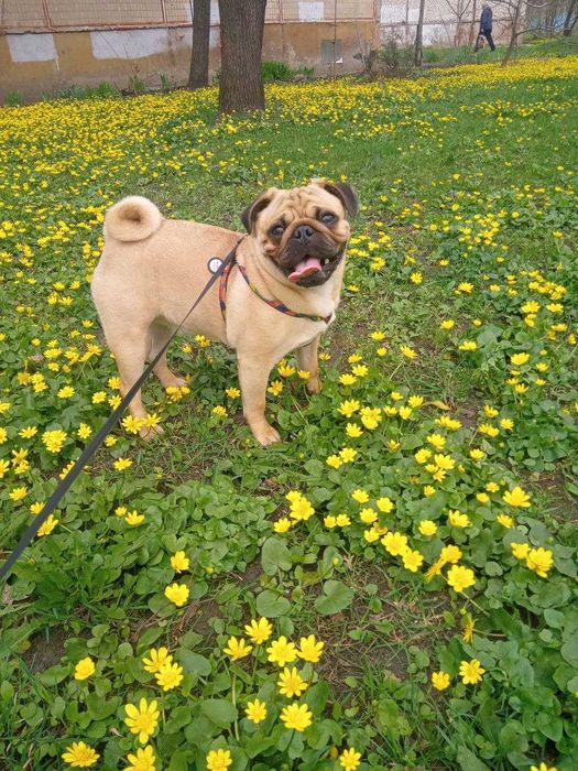 Мопс ищет невесту