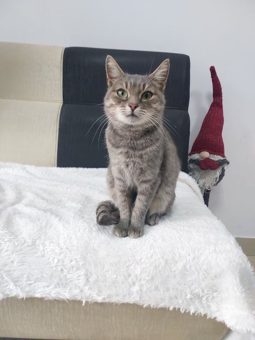 Кицюня шукає гарну родину!