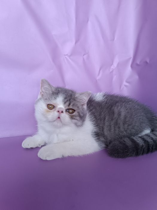 Шотландская девочка