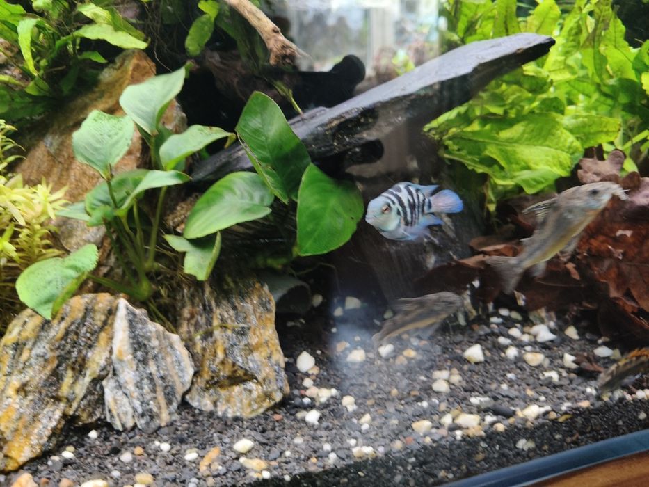 Pielęgnice blue Tiger