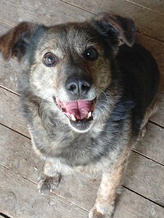 Mały i bardzo pozytywny i kochany pies szuka domu.