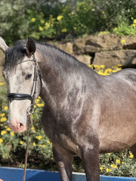 The Lusitano of your dreams is here !!!
