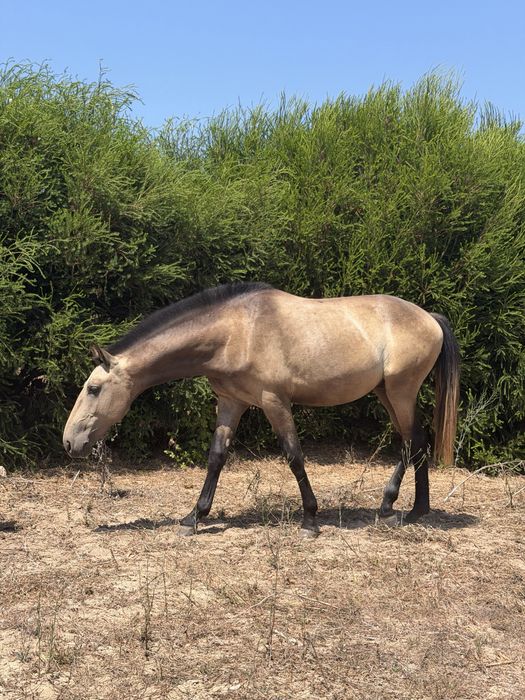 Cavalo 2 anos 15/05/2024