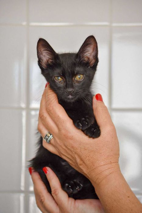 Gatinho bebé muito meigo para ADOÇÃO