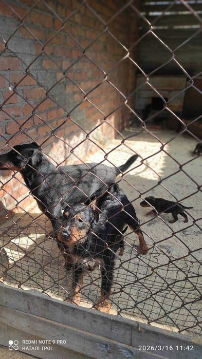 Продам цуценят ягдтер’єра