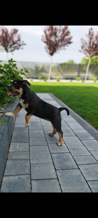 American Bully suczka