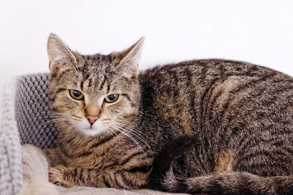 bury roczny Lucek - wierzy, że los się odmieni i znajdzie swój dom