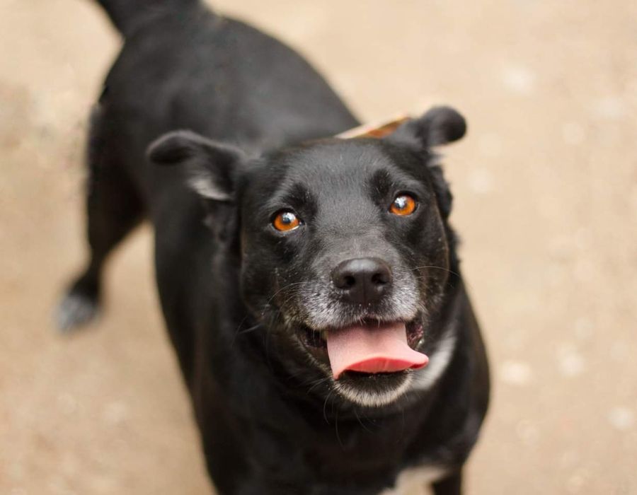 Kochany Juniorek szuka domu!