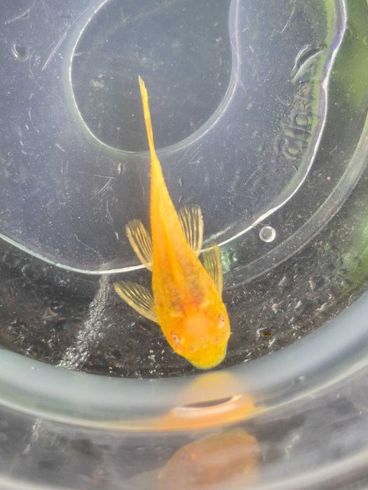 Ancistrus Gold Albino | Criação Própria | Juvenis Saudáveis