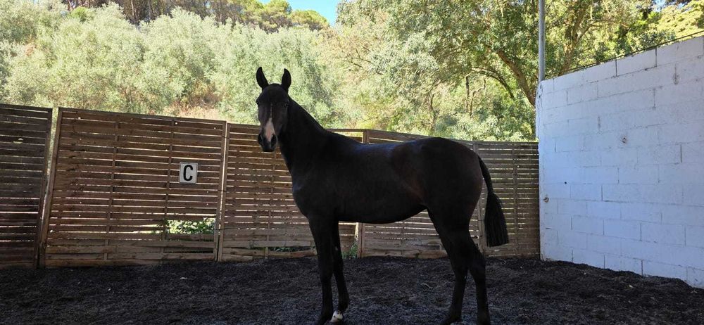 Poldra Lusitana com 3 anos
