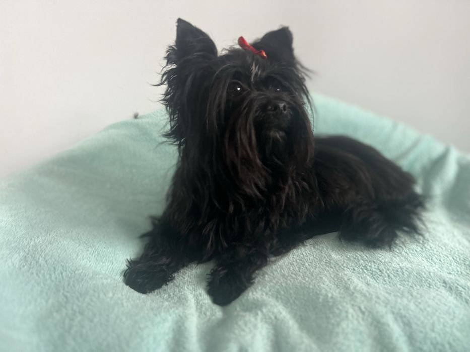 Yorkshire terrier reproduktor black