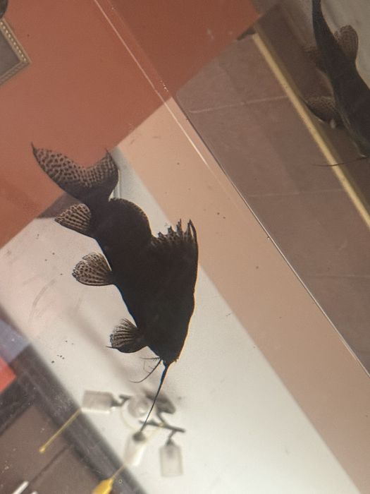 Продам гарних рибок