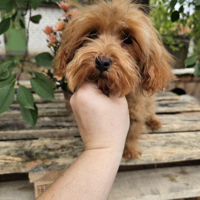 Хлопчики і дівчятка ред Браун мальтипу ф1