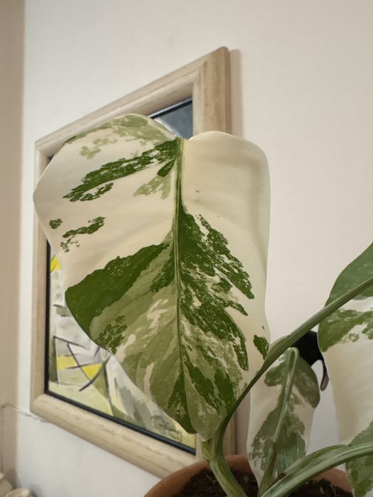 Monstera variegata